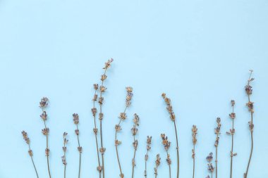 Mavi arka planda kurutulmuş lavanta çiçekleri