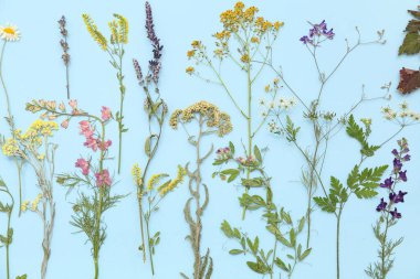 Mavi arkaplanda kurumuş çiçekler