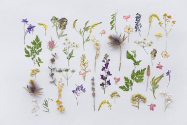 Açık arkaplanda kurumuş çiçekler, üst görünüm
