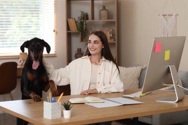 Sevimli Doberman köpeği ve evde çalışan genç ve güzel bir kadın.