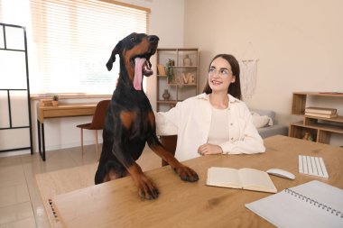 Şirin Doberman köpeği ve işyerindeki genç ve güzel mutlu kadın.