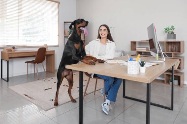 Şirin Doberman köpeği ve işyerindeki genç ve güzel mutlu kadın.