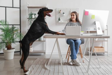 Sevimli Doberman köpeği ve evde bilgisayarla çalışan genç ve güzel bir kadın.