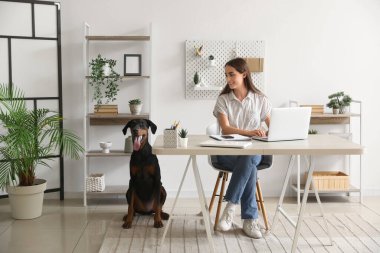 Tatlı Doberman köpeği ve evde dizüstü bilgisayarla çalışan güzel, genç ve mutlu bir kadın.