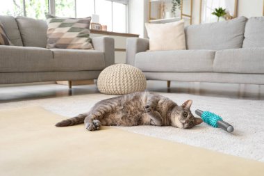 Oturma odasında yerde yatıp masaj yapan sevimli kedicik.