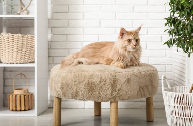 Şirin Maine Rakunu evde yumuşak sedirin üzerinde yatıyor.