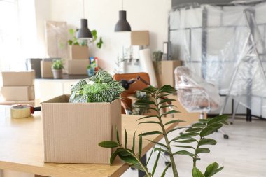 Ofisinde bitki olan bir kutu taşınıyor, yakın plan.