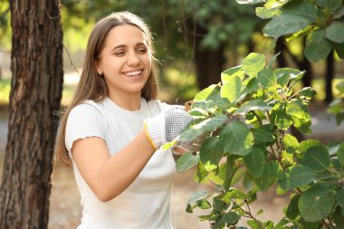 Açık havada çalı kesen, eldivenli kadın bahçıvan.
