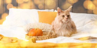 Maine Rakun Kedi ve Balkabağı Yatakta Yatıyor 