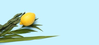 Dört tür (lulav, hadas, arava, etrog) açık mavi arkaplan üzerinde açık mavi arkaplan üzerinde Sukkot festival sembolleri olarak gösterilir.