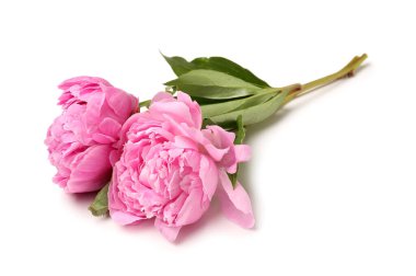 Beyaz arkaplanda izole edilmiş pembe şakayık çiçekleri