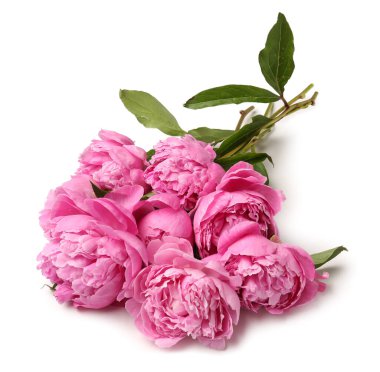 Beyaz arka planda pembe şakayık çiçekleri.