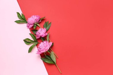 Güzel şakayık çiçekleri ve renk arkaplanda yaprakları olan kompozisyon