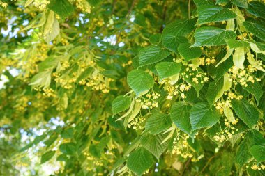 Güneşli bir günde açan ıhlamur ağacı