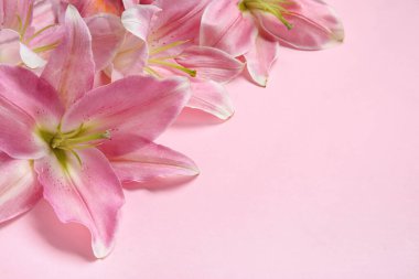 pembe bir arka plan üzerinde güzel zambak çiçekler