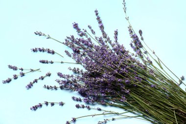 Güzel lavanta çiçeklerinin dalları mavi arka planda, yakın plan