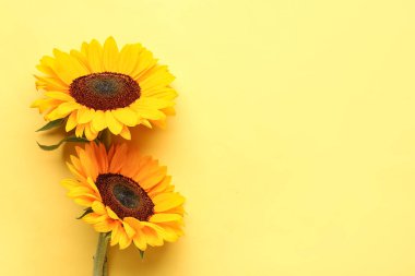 Beautiful sunflowers on yellow background