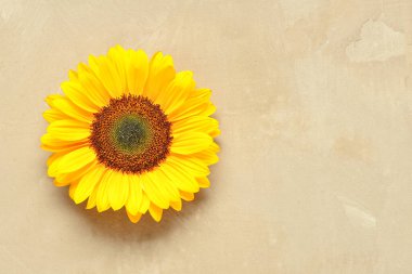 Kahverengi arka planda güzel bir ayçiçeği