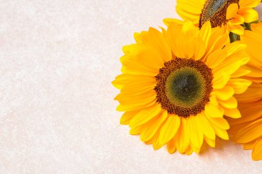 Beyaz arka planda güzel ayçiçekleri