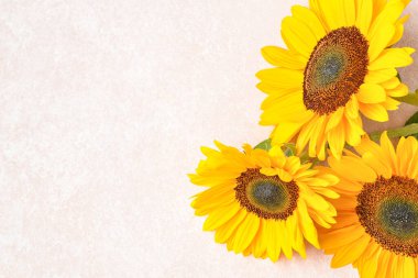 Beyaz arka planda güzel ayçiçekleri