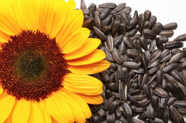 Beyaz arkaplanda izole edilmiş çekirdek yığınına sahip ayçiçeği