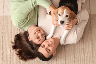 Evdeki halıya uzanmış sevimli Beagle köpeği olan genç bir çift.