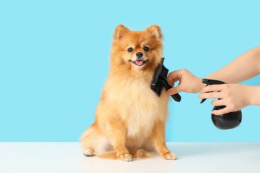 Mavi arka planda sevimli Pomeranya köpeğini tarayan kadın tımarcı