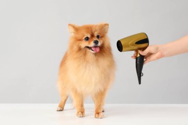 Gri arka planda şirin Pomeranya köpeğinin tüylerini kurutan kadın tımarcı.
