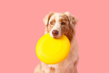 Pembe arka planda frizbisi olan şirin Avustralya çoban köpeği.