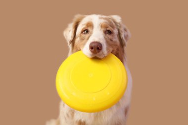 Kahverengi arka planda sarı frizbi olan şirin Avustralya çoban köpeği, yakın plan.