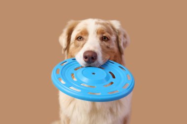 Kahverengi arka planda mavi frizbi ile şirin Avustralya çoban köpeği, yakın plan.