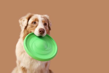 Kahverengi arka planda yeşil frizbili şirin Avustralya çoban köpeği, yakın plan.