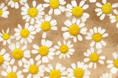 Suda taze papatya çiçeği, yakın plan.