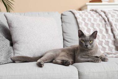 Evdeki kanepede yatan sevimli kedi.