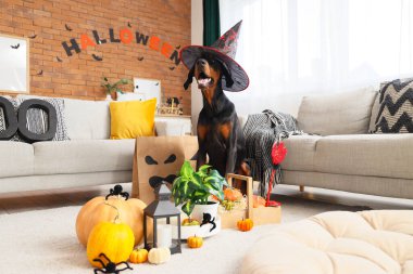 Cadılar Bayramı süslemeleri ve alışveriş torbalarıyla cadı şapkalı şirin Dobermann köpeği evde oturuyor.