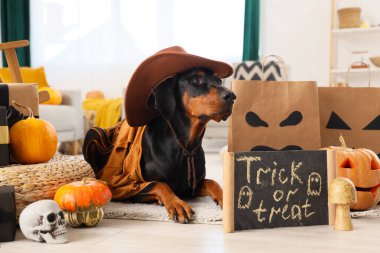 Cadılar Bayramı süslemeleri ve alışveriş torbalarıyla kovboy gibi giyinmiş şirin Dobermann köpeği evde yatıyor.