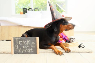 Cadılar Bayramı süslemeleri, karatahta ve hediye kutuları olan cadı şapkalı şirin Dobermann köpeği.