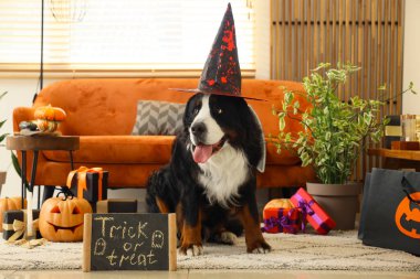 Cadılar Bayramı süslemeleri, hediye kutuları ve karatahtayla evde oturan cadı şapkalı şirin Bernese dağ köpeği.