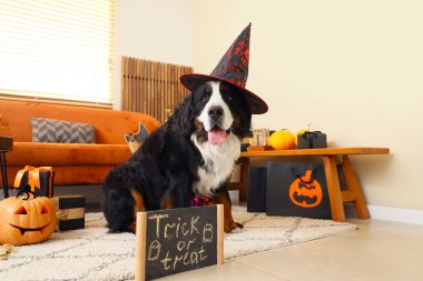 Cadılar Bayramı süslemeleri, hediye kutuları ve karatahtayla evde oturan cadı şapkalı şirin Bernese dağ köpeği.