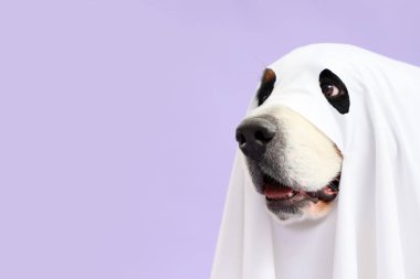 Tatlı Bernese dağ köpeği, cadılar bayramı partisinde hayalet gibi giyinmiş, mor arka planda.