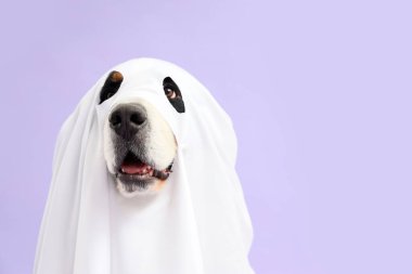 Tatlı Bernese dağ köpeği, cadılar bayramı partisinde hayalet gibi giyinmiş, mor arka planda.