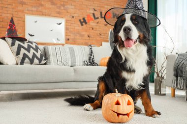 Cadı şapkalı şirin Bernese dağ köpeği Cadılar Bayramı süslemeleri ve balkabağı evde oturuyor.