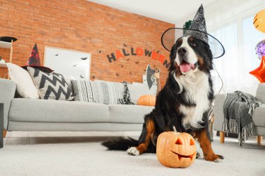 Cadı şapkalı şirin Bernese dağ köpeği Cadılar Bayramı süslemeleri ve balkabağı evde oturuyor.