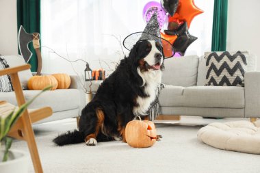 Cadı şapkalı şirin Bernese dağ köpeği Cadılar Bayramı süslemeleri ve balkabağı evde oturuyor.