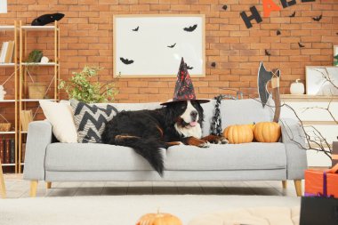 Cadı şapkalı şirin Bernese dağ köpeği. Cadılar Bayramı süsleri evdeki kanepede uzanıyor.