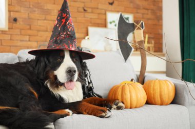 Cadı şapkalı şirin Bernese dağ köpeği ve evde kanepede uzanan Cadılar Bayramı balkabakları.