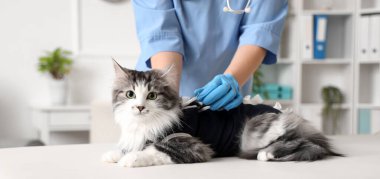 Veterinarian examining cute cat in recovery suit after sterilization in vet clinic clipart