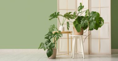 Tropikal canavar bitkileri ve katlanabilir ekran ile modern oturma odası. Tasarım için pankart