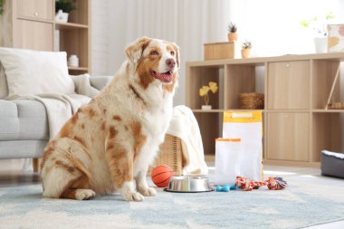 Oyuncak, kase ve lezzetli evcil hayvan mamasıyla Avustralya çoban köpeği