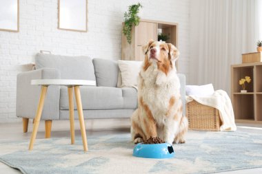 Avustralya çoban köpeği ve evde kuru evcil hayvan yiyeceği ile bovling